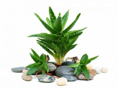 去除房間甲醛的植物有哪些？