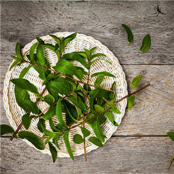 植物可以去甲醛嗎？甲醛治理原理是什么