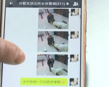 有問題找警察，薩摩耶派出所報案，不注意這件事，對狗狗致命，警察蜀黍卻幫不上忙！