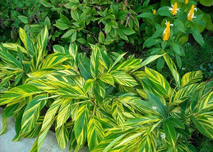 新房除甲醛，您一定不會(huì)失手！