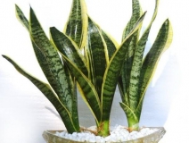 用什么植物除甲醛最好？