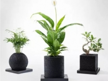 怎么除甲醛靠得牢？竹炭、植物成最大“騙局”